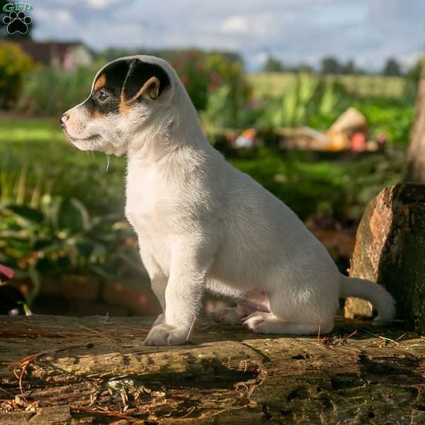 Robert, Jack-A-Ranian Puppy